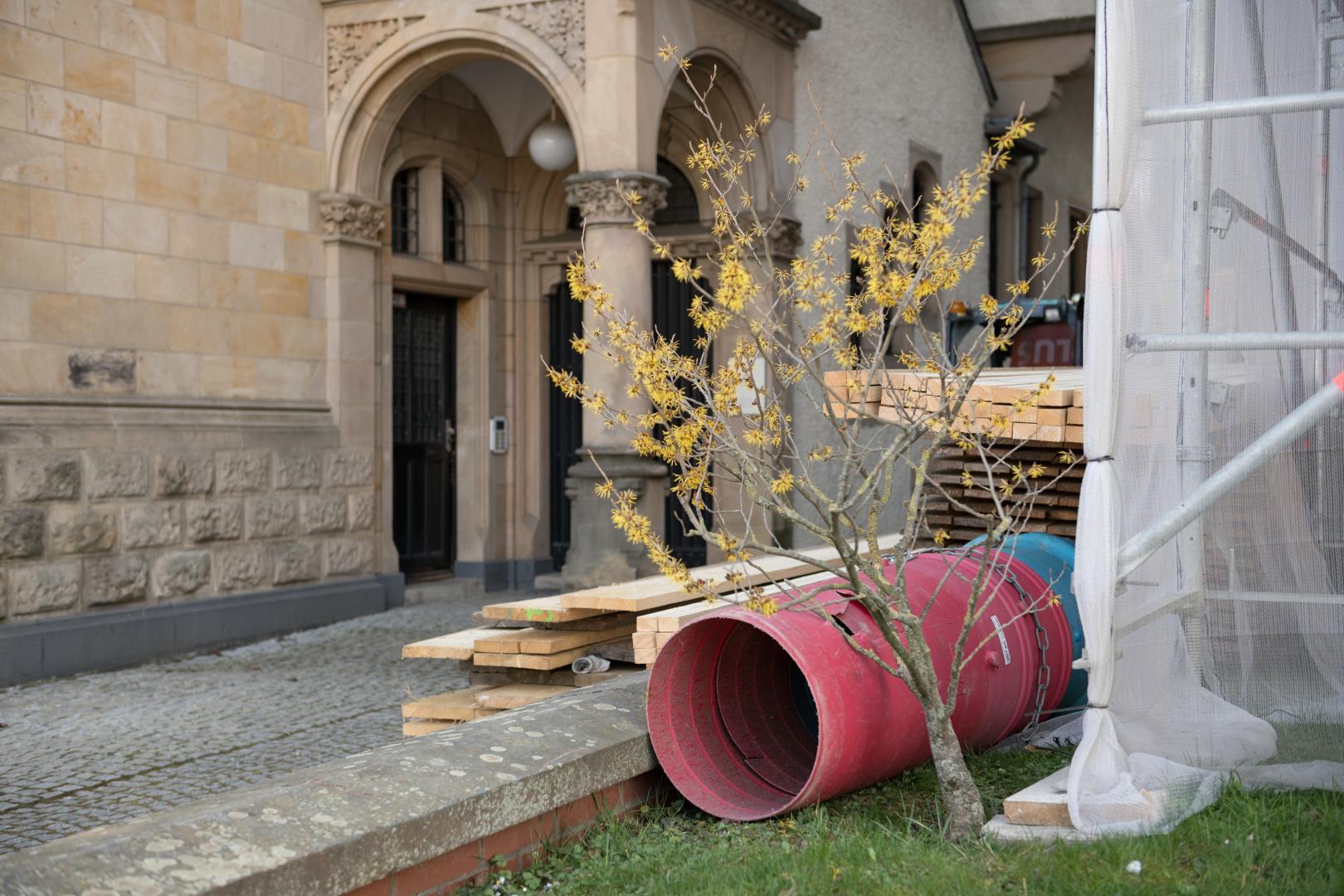 Baustelle mit Holzbrettern und großem roten Plastikrohr, davor wächst eine Forsythie mit gelben Blüten.