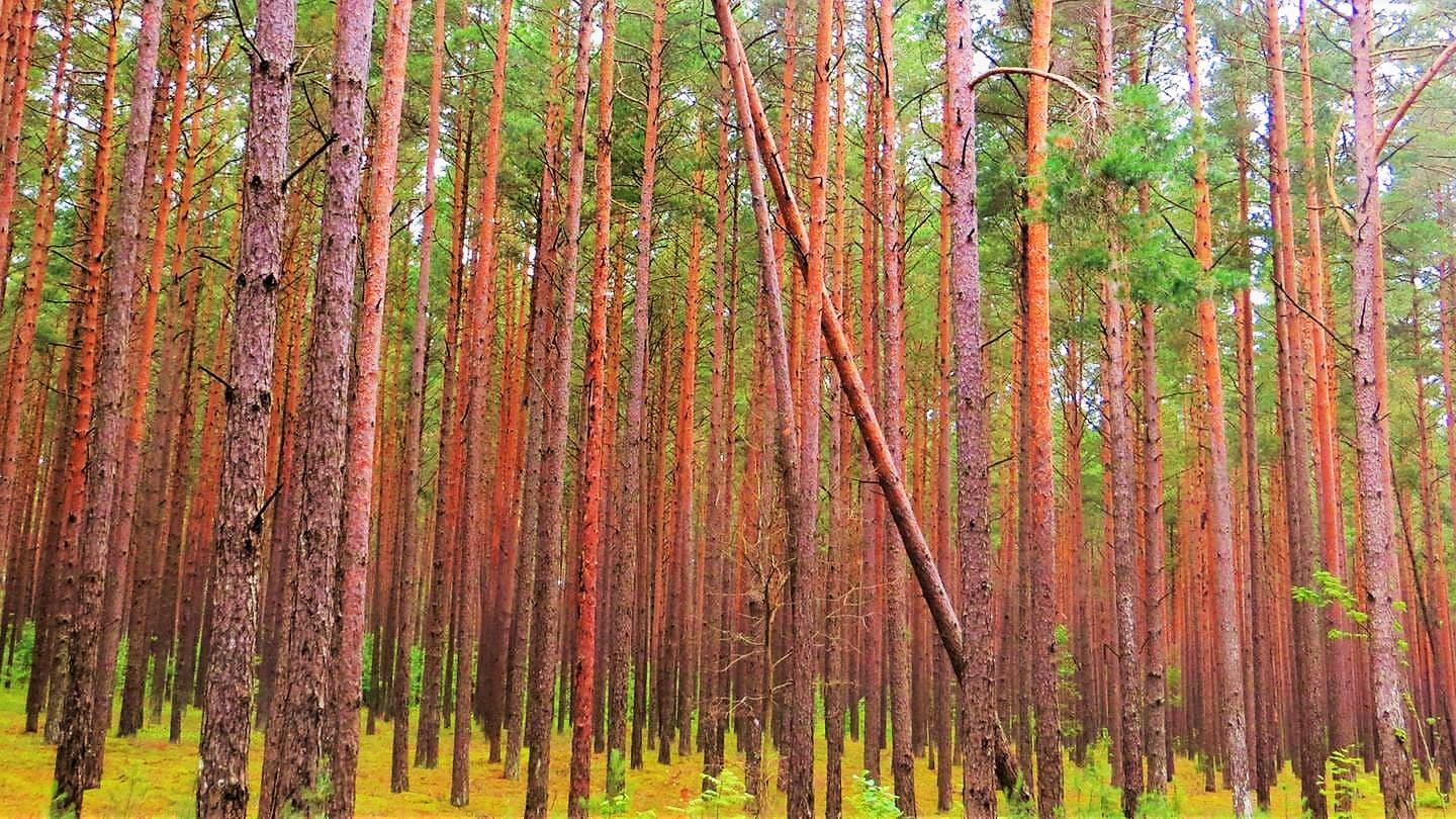 Blick in einen Kiefernwald, Bäume stehen dicht an dicht.